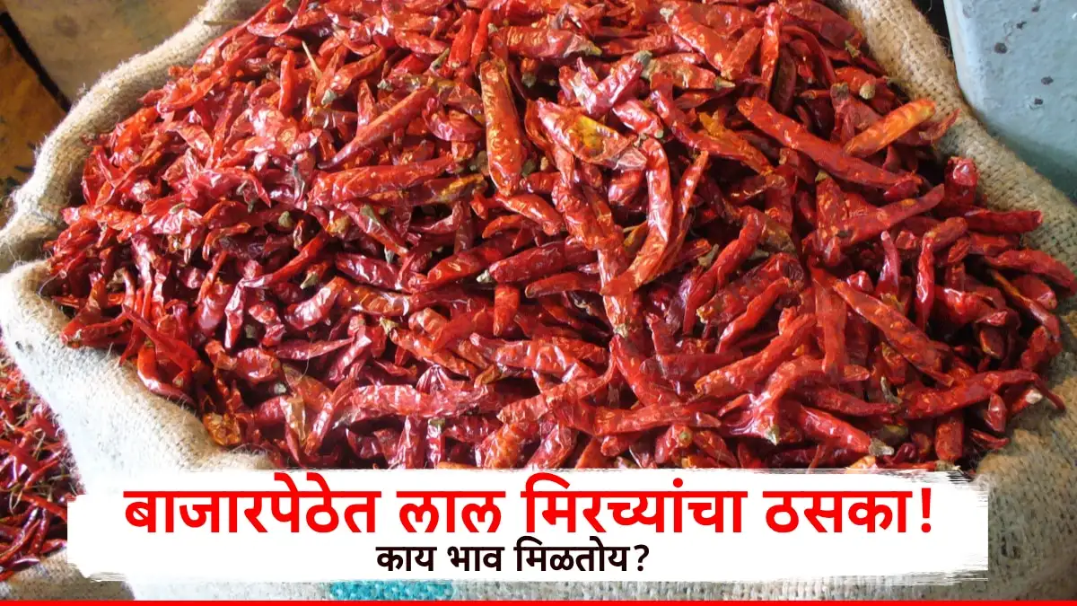 महाराष्ट्रातील लाल मिरचीचा भाव; क्विंटलमागे २१ हजार रुपये
